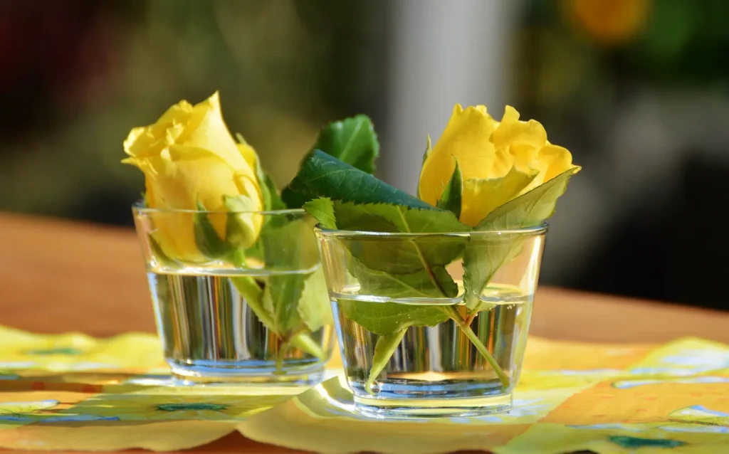 Rosas amarelas em copo de vidro com água, para decorar