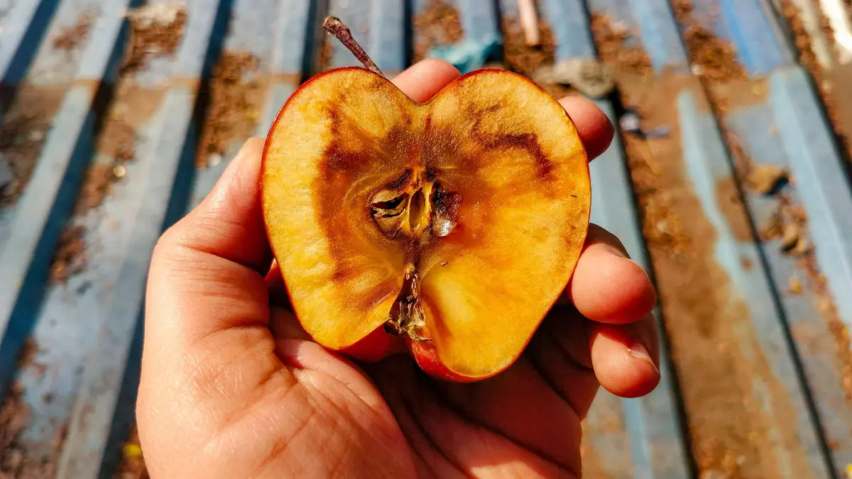 Mão segurando uma maçã oxidada e mostrando pra foto para explicar a oxidação de alimentos
