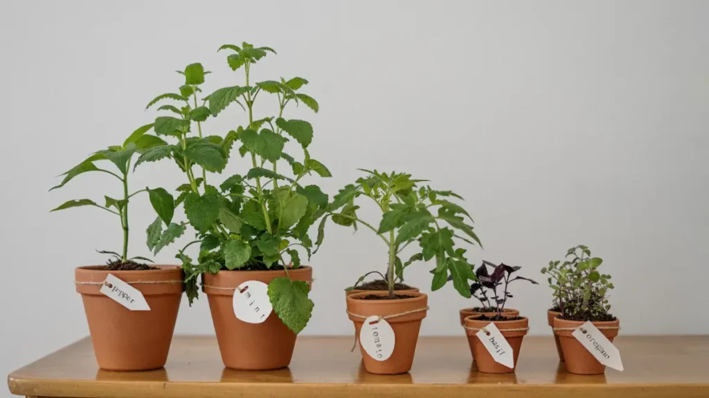 Horta em vasos de cerâmica, ideais para cultivar em apartamentos