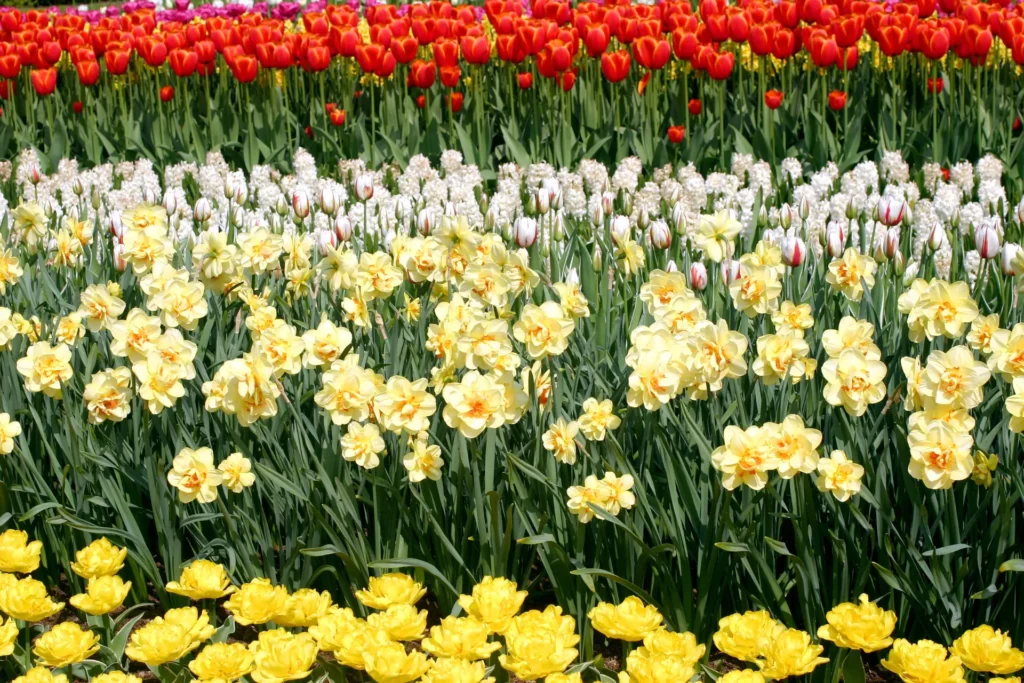 Flores para cada tipo de personalidade.