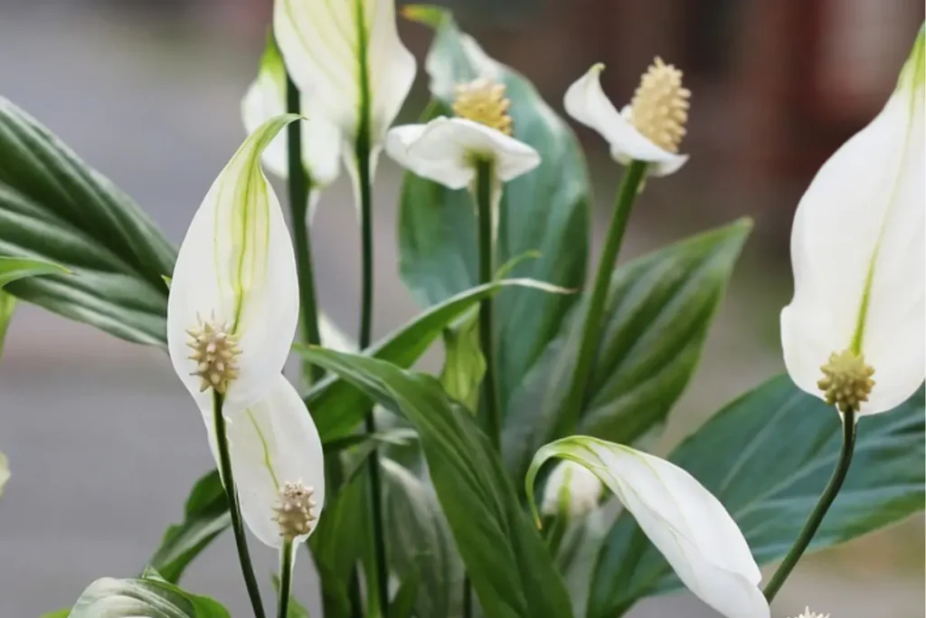 plantas de sombra