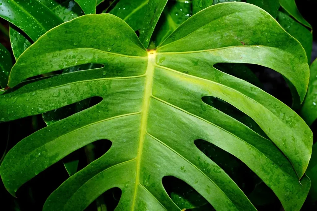 plantas de sombra