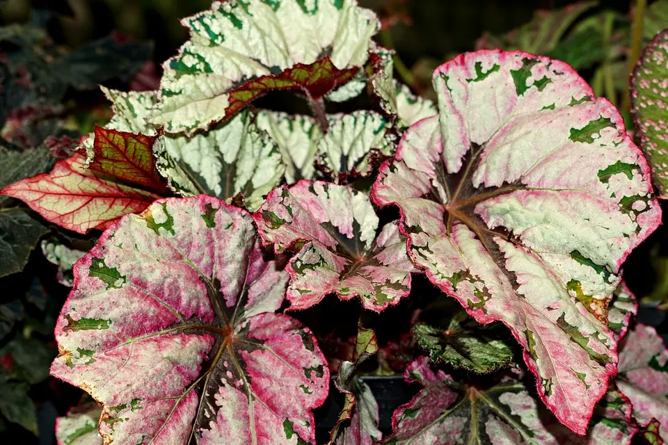 plantas de sombra