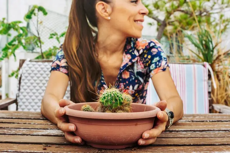 como utilizar flores de mandacaru 