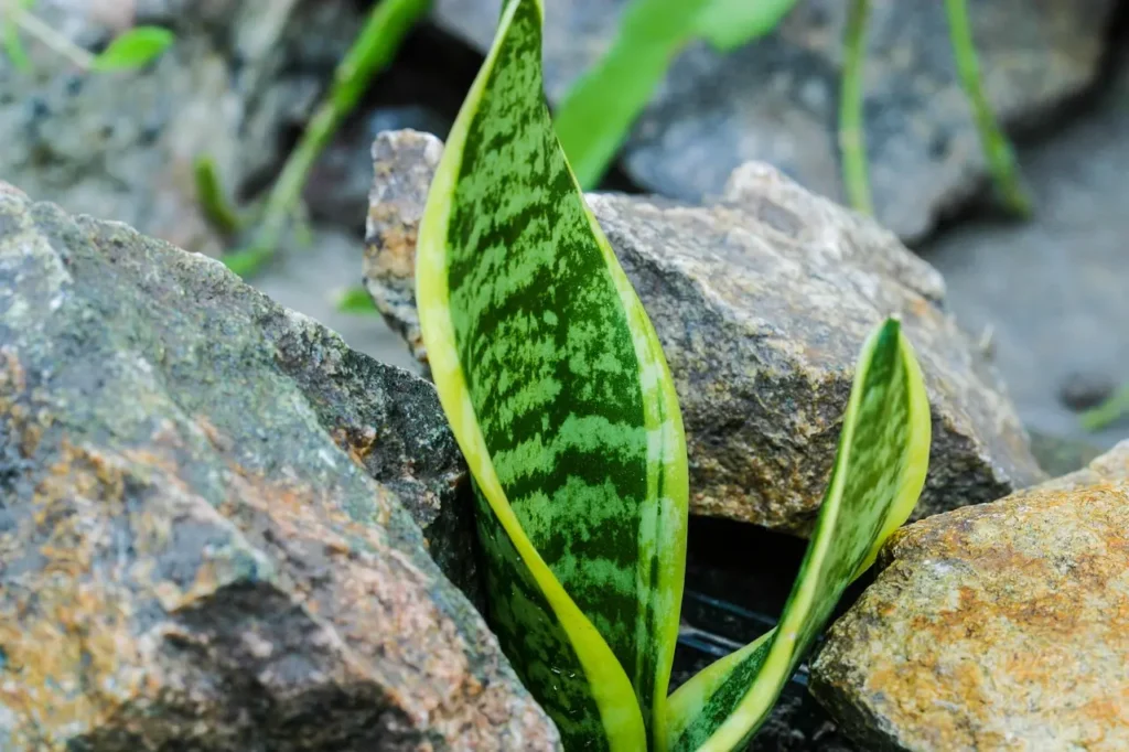 como fazer um jardim simples